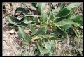 Limonium narbonense